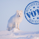Illustration for article titled Vote Arctic Fox, Vote Magical Floof